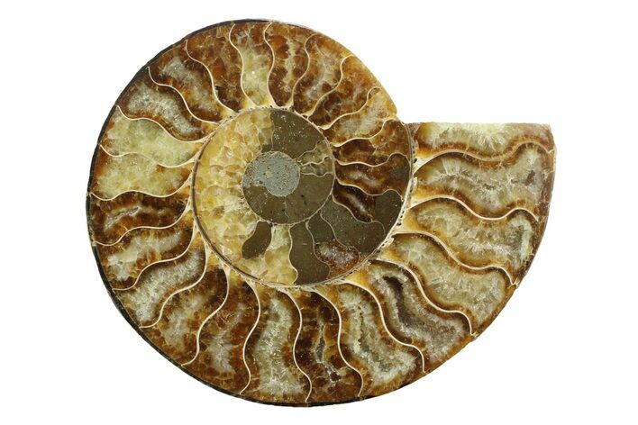 Cut & Polished Ammonite Fossil (Half) - Madagascar #354140